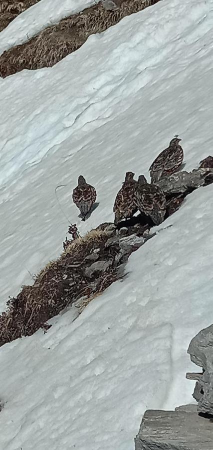 Chandarshila Hike Homestay Ukhimath Kültér fotó